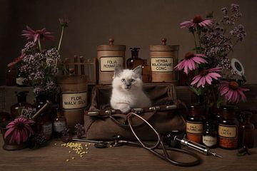 Het juiste medicijn, ragdoll kitten van Elles Rijsdijk