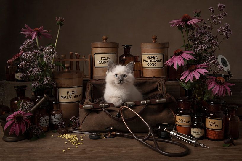 The right medicine, ragdoll kitten by Elles Rijsdijk