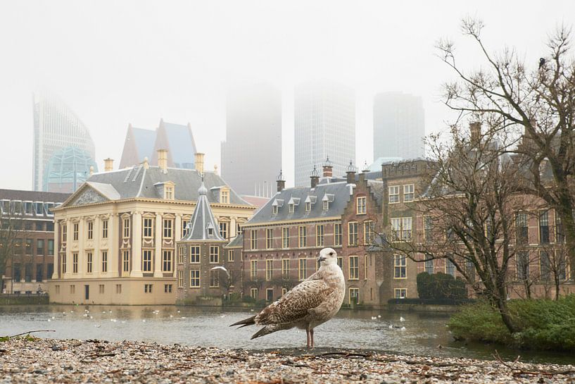 Meeuw bij de Hofvijver in Den Haag van Cor de Hamer