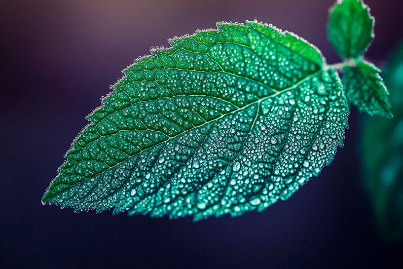 Dripping leaf with moist droplets by Poster Art Shop