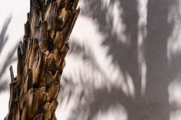 Palmboom met schaduw van Sandra Schmidt