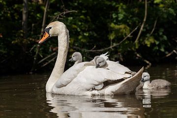 Jeunes cygnes sur Menno Schaefer