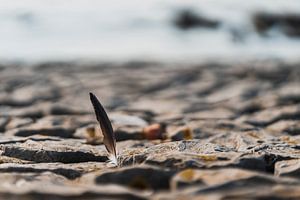 Ferry entre les rochers sur la plage sur Steven Dijkshoorn