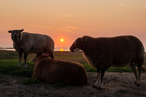 schapen op de dijk bij ondergaande zon