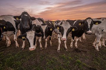 Jonge koeien, pinken in de kop van Overijssel van Tara Kiers