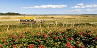 Paardenkoets op het eiland Hiddensee van Werner Dieterich thumbnail