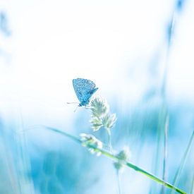 Ikarus blau in kühlen Farben | Naturfotografie von Nanda Bussers