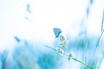 Icarus blue in Cool Colours | Nature Photography by Nanda Bussers