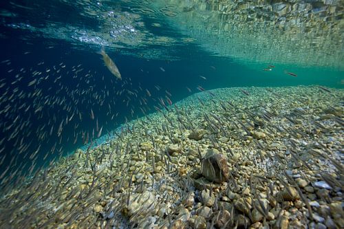 brown trout hunts in a group of elrites; brown trout is hunting minnows