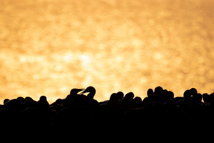 Gannets in the glitter by Milou Hinssen