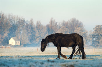 Fries Paard in een winters landschap met sneeuw en rijp langs de Mienskwerwei nabij Eastermar in Fri