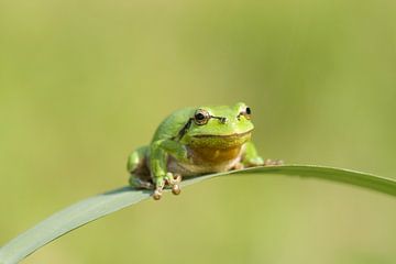 Tree frog on leaf of a reed stem in green by Jeroen Stel