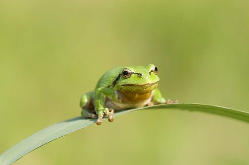 Boomkikker op blad van een rietstengel in het groen