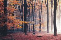 Herfst licht in het Speulderbos van Rob Visser thumbnail