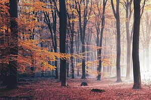 Lumière d'automne dans la forêt de Speulder sur Rob Visser