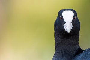 Foulque en gros plan