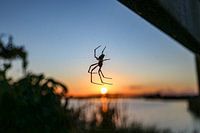 Spider in web at sunset, 't Roegwold
