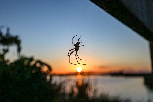 Spider in web at sunset, 't Roegwold