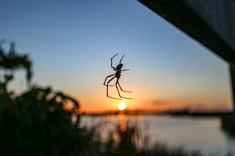Spider in web at sunset, 't Roegwold by Charlotte Gohl