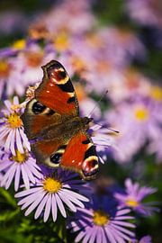 Peacock by Nienke Boon