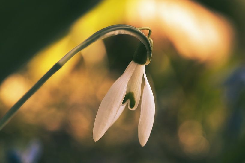 Snowdrops with delicate petals. Early bloomers by Martin Köbsch