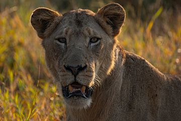 Close up van een leeuw van Andreas Jansen