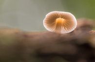 Porcelain mushroom (mushroom) by Moetwil en van Dijk - Fotografie thumbnail