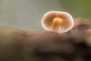 Champignon de porcelaine (champignon) sur Moetwil en van Dijk - Fotografie