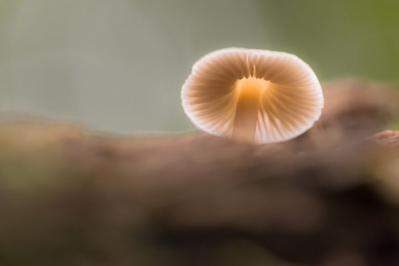 Porcelain mushroom (mushroom) by Moetwil en van Dijk - Fotografie