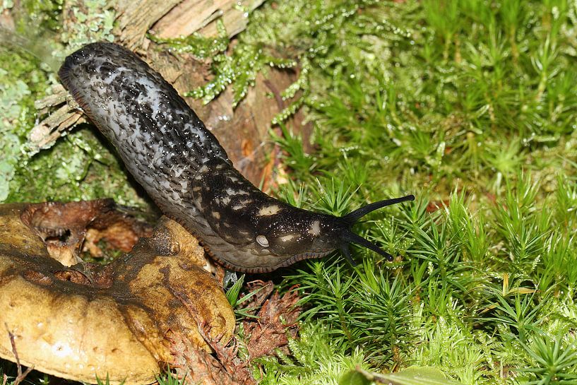 Schwarze Nacktschnecke von Anja Bagunk