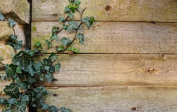 Die Schlingpflanze, die dem Weg auf Stein und Holz folgt von Robby's fotografie