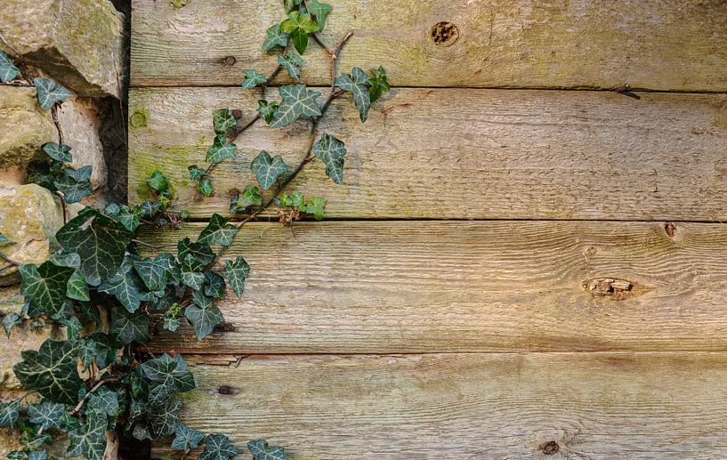 The climbing plant that follows the path on stone and wood by Robby's fotografie