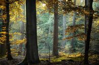 Kleurrijk avondlicht in Nederlands bos van Kees van Dongen thumbnail