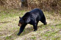 Brown bear