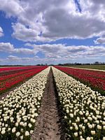 Tulpen uit Holland