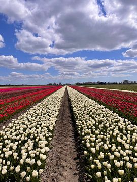 Tulips from Holland by Klazina Visser
