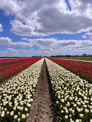 Tulpen uit Holland