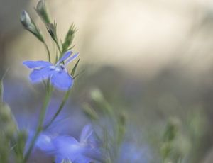 Vergessen Sie mir nicht Blume