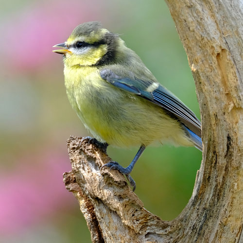 Juveniele pimpelmees van Sabrina de Vries