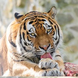 Amurtiger nach dem Fütterungszeitpunkt von Ronald Huijzer