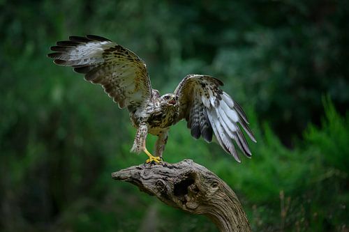 Buizerd zet zich schrap