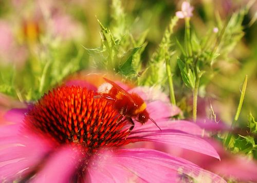 Hommel op rode zonnehoed bloem in de zomer