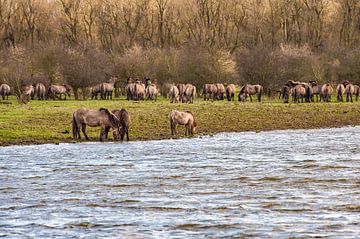 Konikpaarden grazend langs het water van Brian Morgan