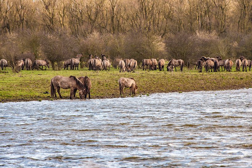 Konikpaarden grazend langs het water von Brian Morgan