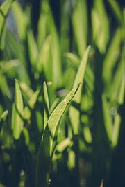 Rathenow „Stadt der Optik“ von David Krause