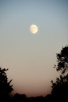 La lune se lève sur les forêts sur Hugo Braun