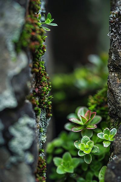 see-through by Imperial Art House