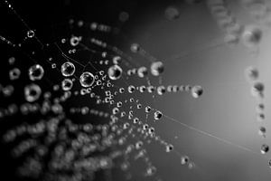 Abstract spiderweb with dew B/W sur Zsa Zsa Faes