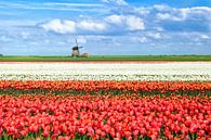 Spring colors of Holland van Olha Rohulya thumbnail