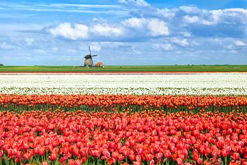 Spring colors of Holland van Olha Rohulya